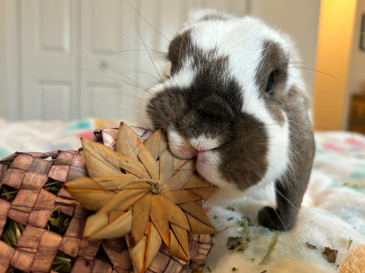 @beagles.and.bunnies.ohmy