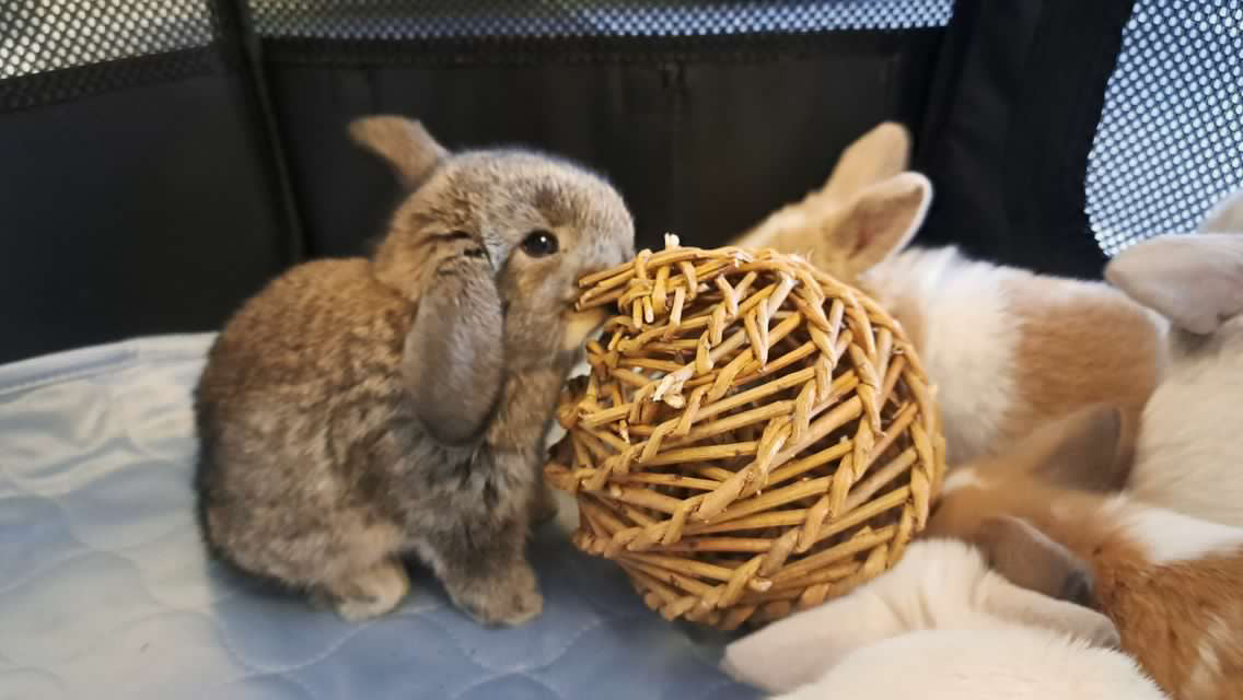 @bluecloverrabbitry