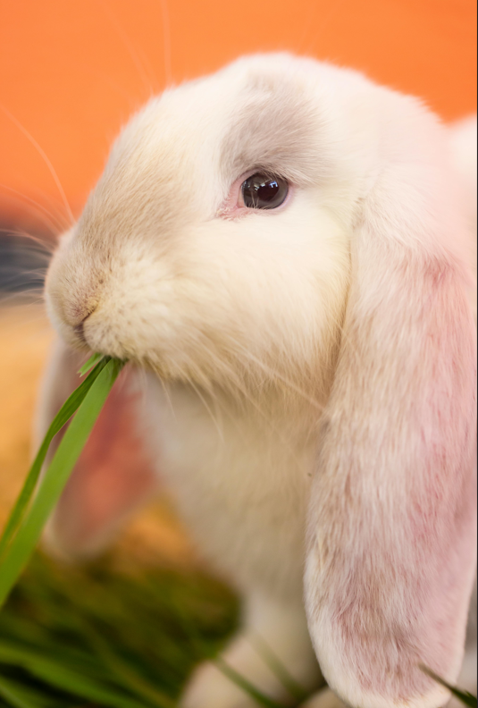 Environmental Enrichment